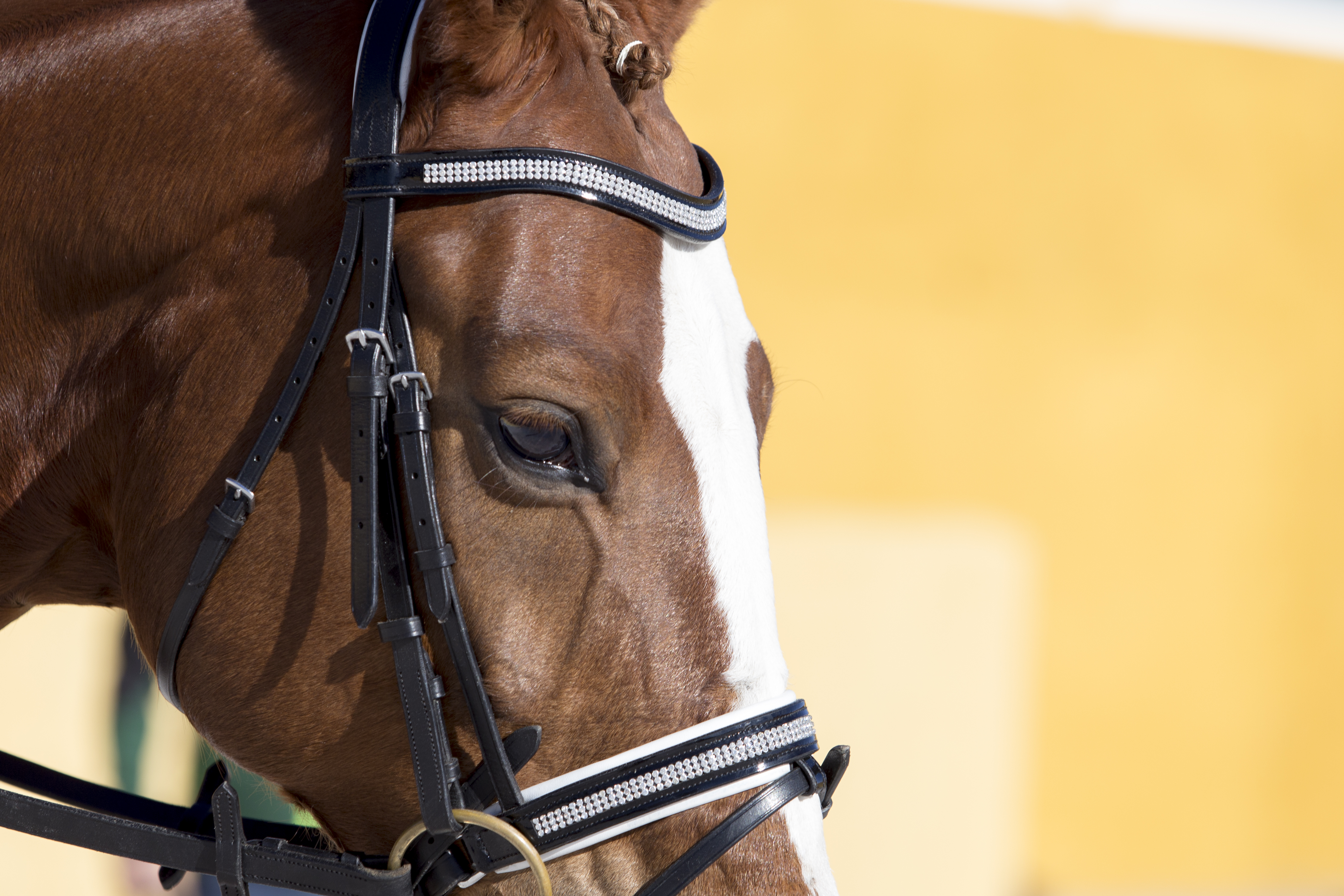 Pupilaje de caballos